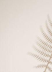 Shadow of branch on beige background
