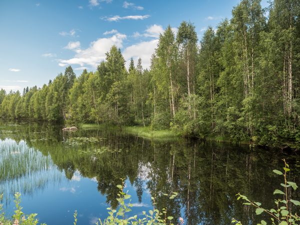 Summer landscape with river and forest