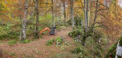 Coniferous tress at forest of Asturias, Spain