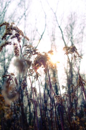 Sun backlighting reeds in forest