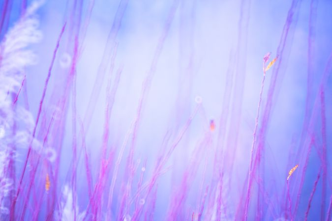 Typha plant in purple light