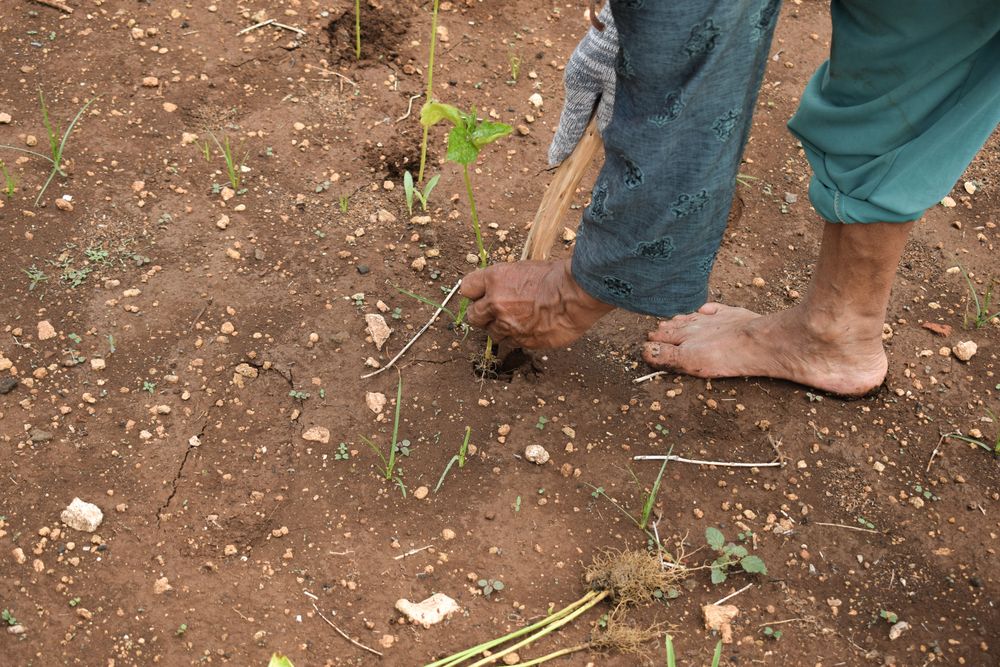 Looking down at farmer weeding plants in the soil