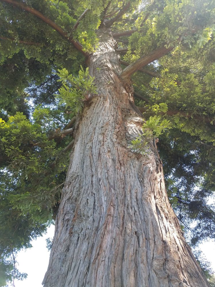 Upward shot of redwood tree canopy