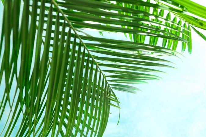 Beautiful palm leaves on light background, closeup and space for text. Exotic plant