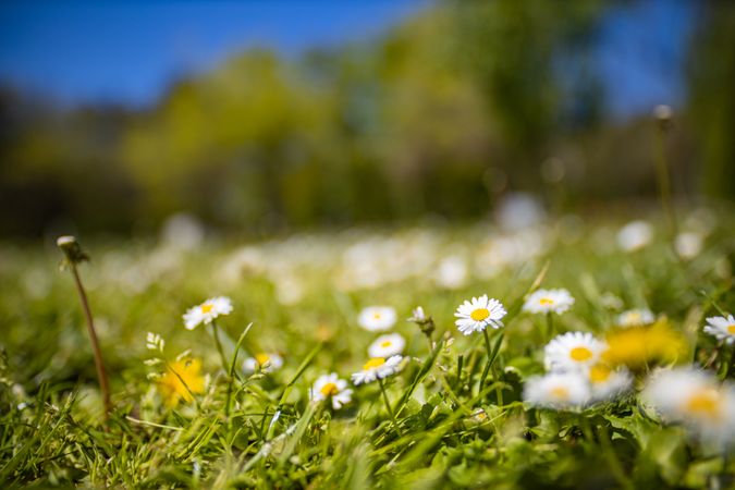 Forest floor with small daisies and grass