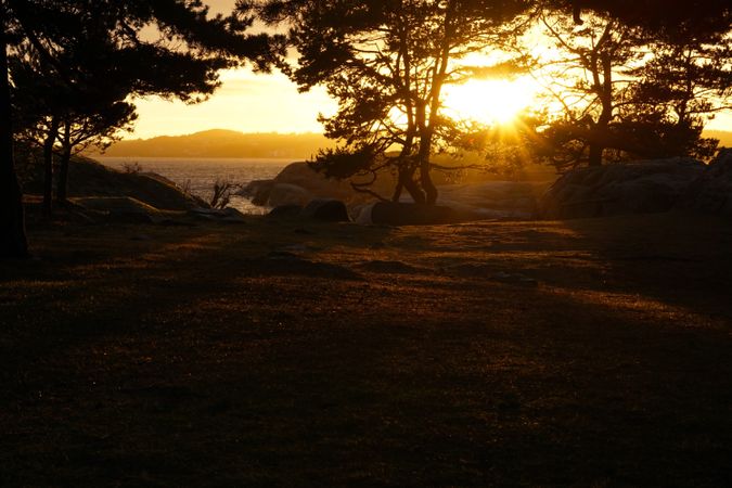 Peaceful meadow in pine forest near lake at sunset