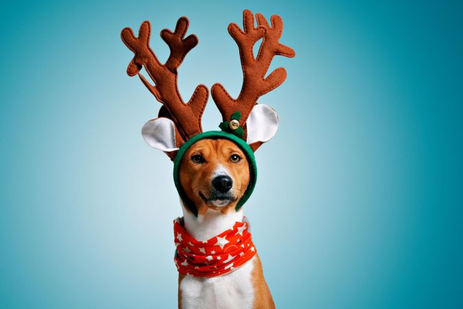 Portrait of dog in festive antlers and scarf