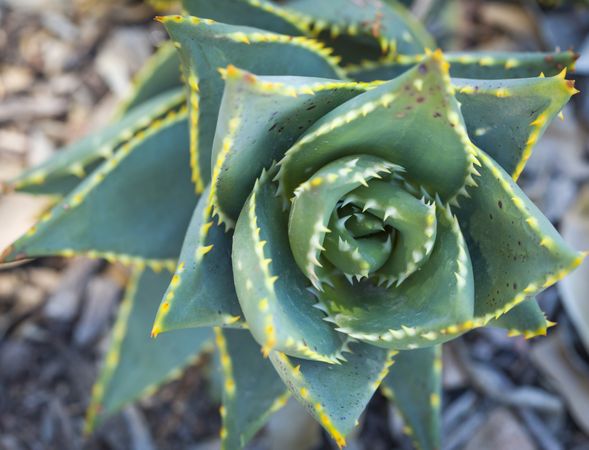 Abstract of Desert Succulent