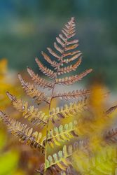 Brown and green leaf