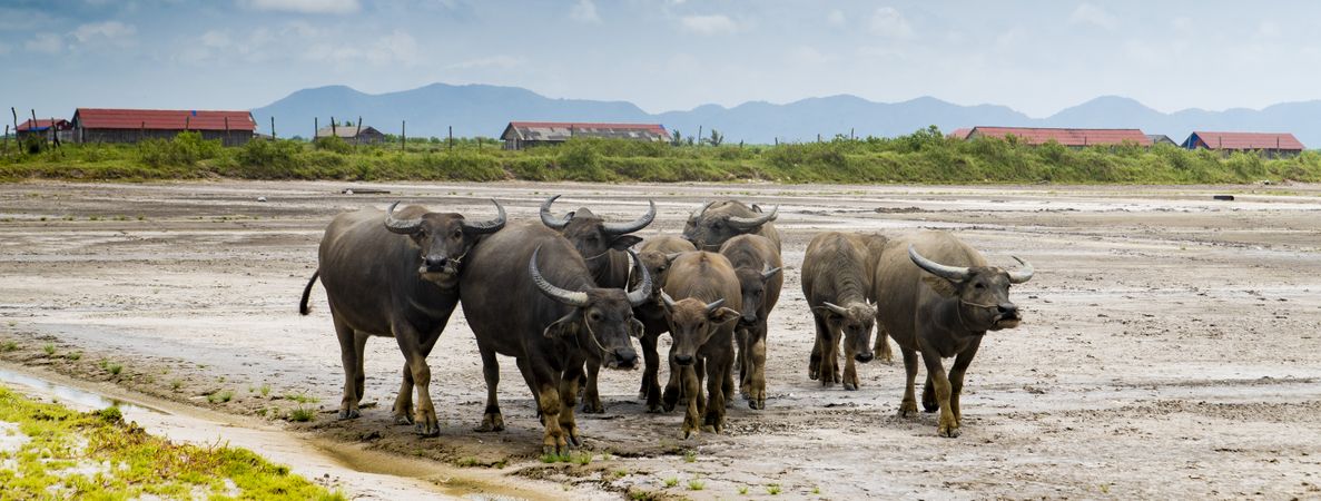 Bulls on remote farm terrain