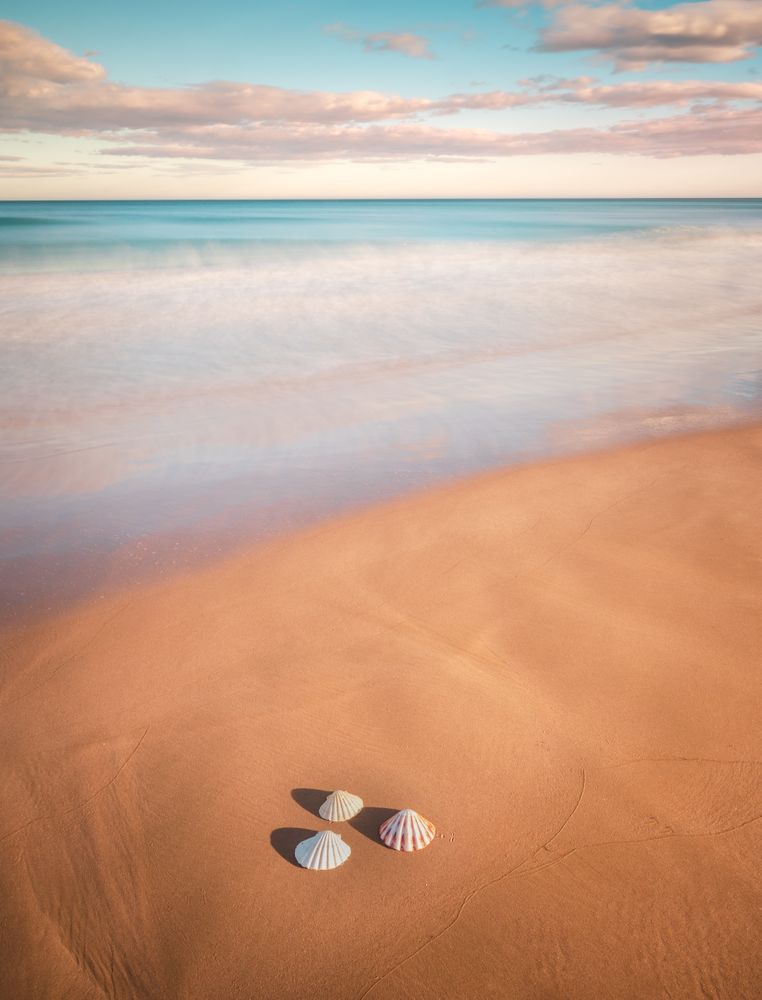 Mollusks on sand near waving sea