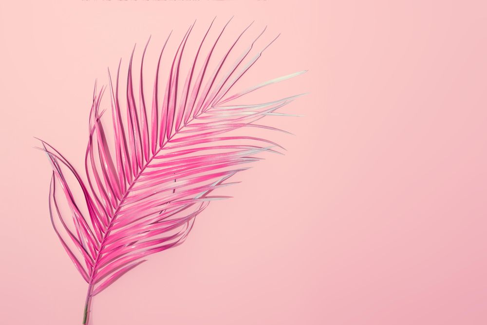 Tropical pink leaf on pink background