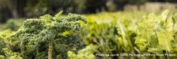 Ripe kale crops in an organic vegetable garden 0LBWR4