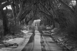Tunnel of giant beech leafless trees in Ireland