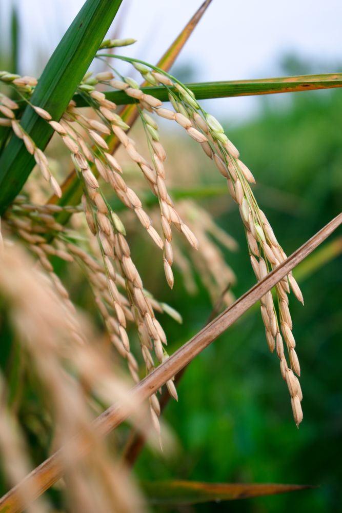 Close up old rice paddy