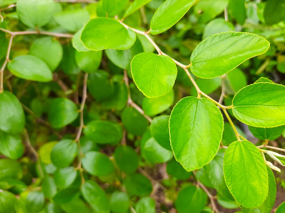 Fresh Bidara Leaves and Flowers Used in Herbal Medicine