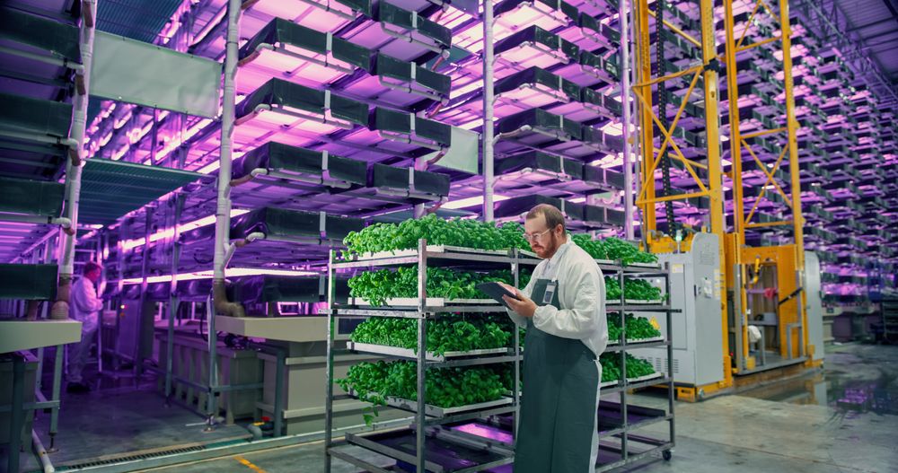 Portrait of a Young Biology Scientist Closely Inspecting and Analyzing Young Growing Crops. Farming Engineer Using Tablet and Working in a Vertical Farm Next Natural Basil Plants Under Neon Led Light.