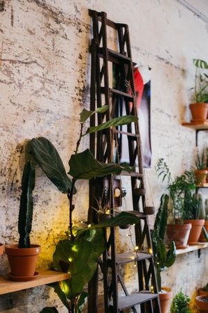 Ladder resting on wall in plant shop