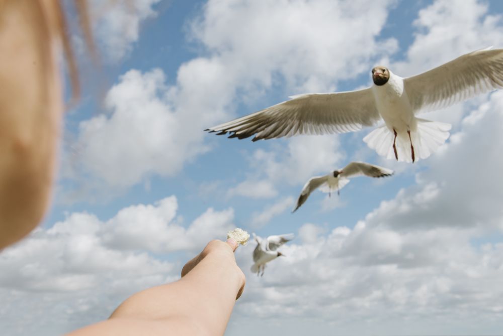 Female feeding seagull on coast