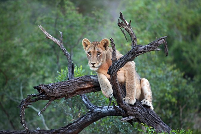 Shallow focus photo of lioness on tree branch