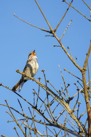 Wild Songbird Chirping on a Tree Branch in Early Spring