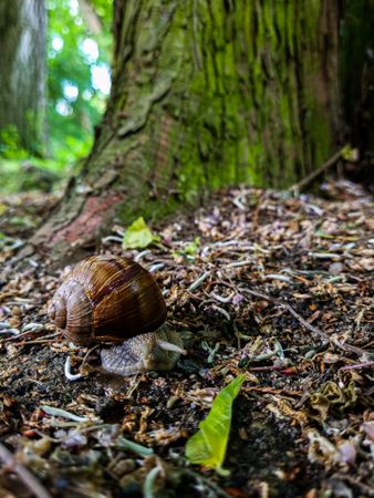Snail’s slow dance by the tree trunk