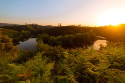 Peaceful river flowing in green nature
