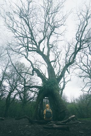 Traveller standing beside old tree covered by moss