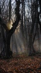 Misty fall  forest with sunbeam