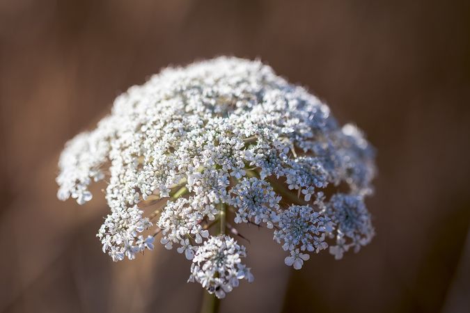 Rounded cluster of Queen Anne’s lace flowers
