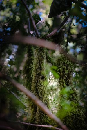 Mossy base of tree, vertical