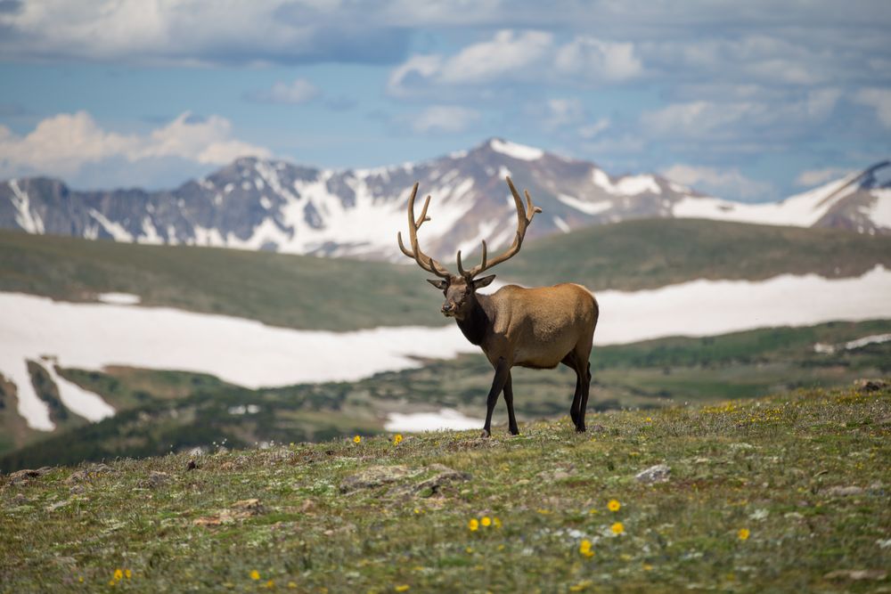 Brown elk on green grass field near snow covered mountain