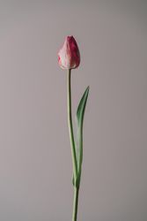 Single tulip on cream background