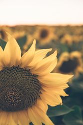 Sunflowers on background of blue sky