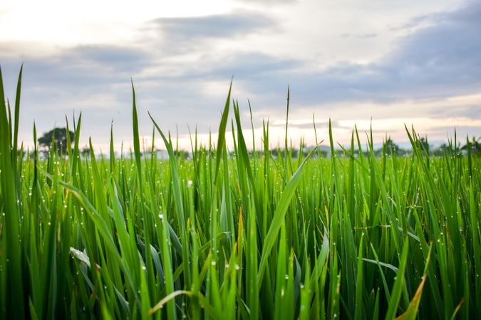 Close up of long green grass on overcast day