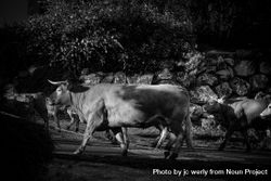 Monochrome shot of cows walking in a field bGgwab