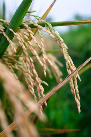 Close up old rice paddy