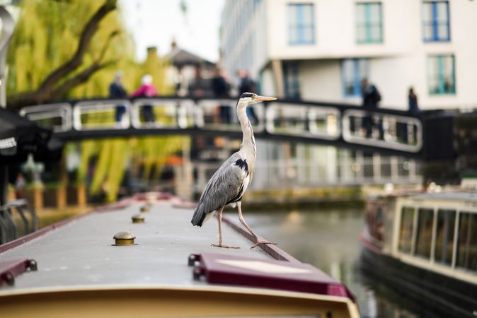 Heron sitting atop boat in Little Venice, Camden, London