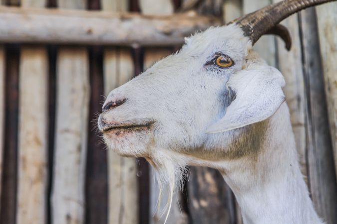 domestic animal on farm