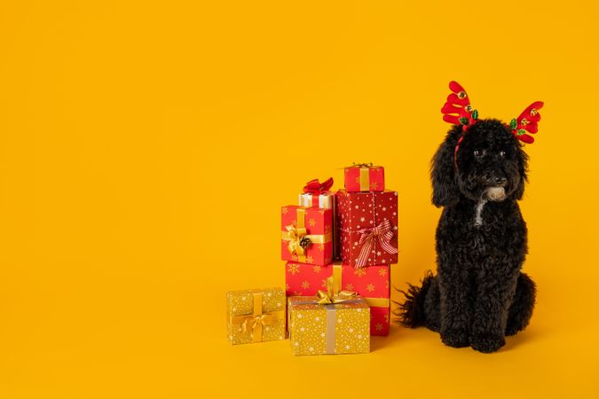 Concept of Merry Christmas, Christmas dog, space for text