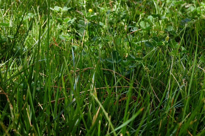 Grass