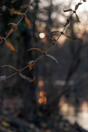 Dry autumn branches in a forest at sunset, vertical