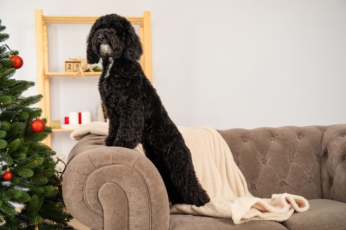 Concept of Merry Christmas, Christmas dog, space for text