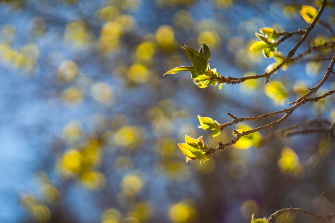 First leaves on tree