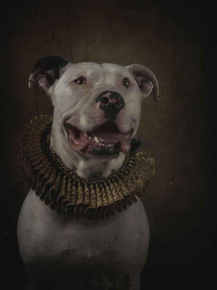 cute pit bull in golden ruff