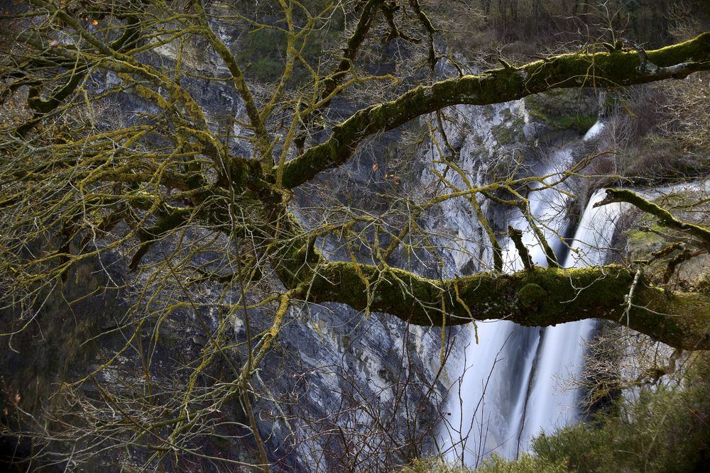 Autumn tree and waterfall