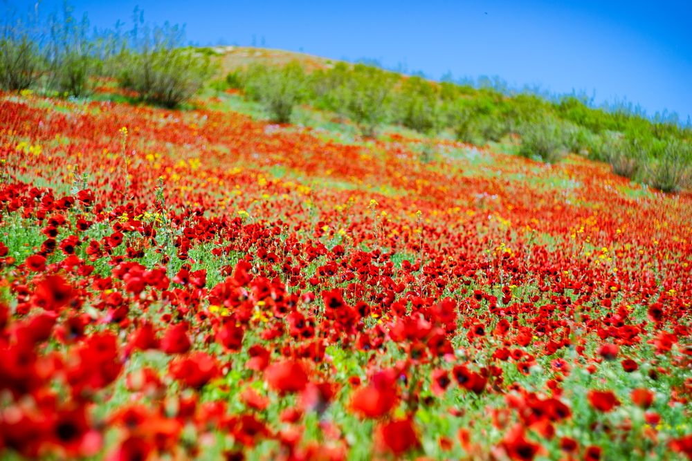 Red beautiful poppies in a meadow