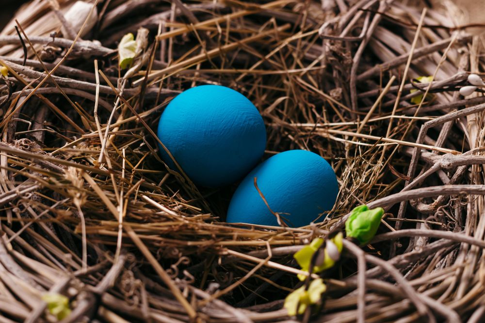 Blue eggs in bird nest