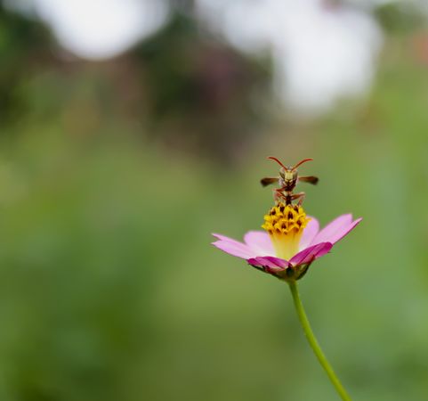 Bee in center of pink flower