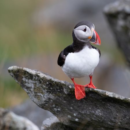 Atlantic puffin on gray rock